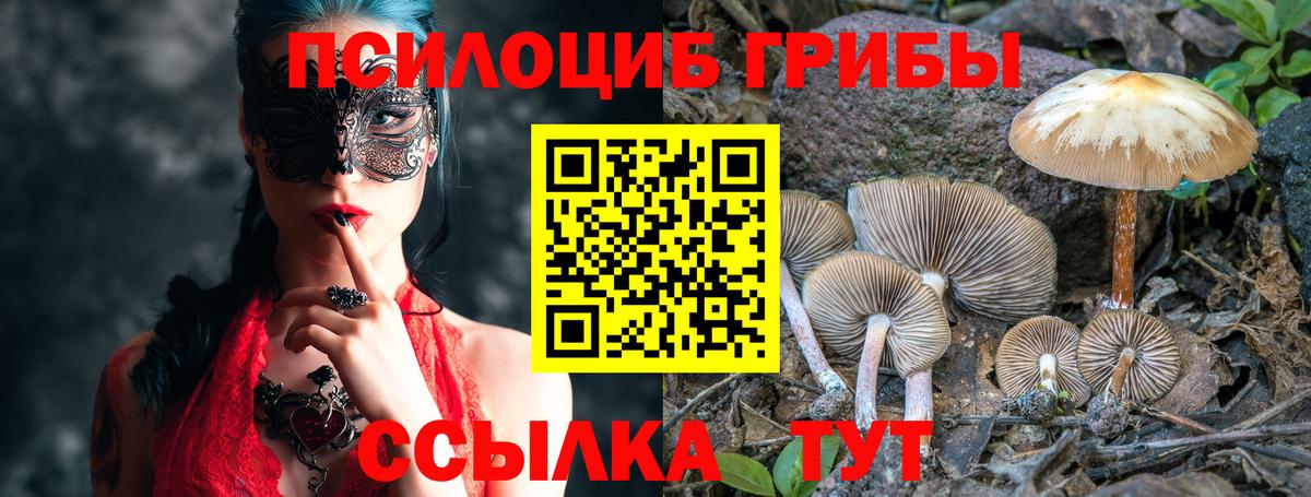 Псилоцибиновые грибы Psilocybe Красноярск